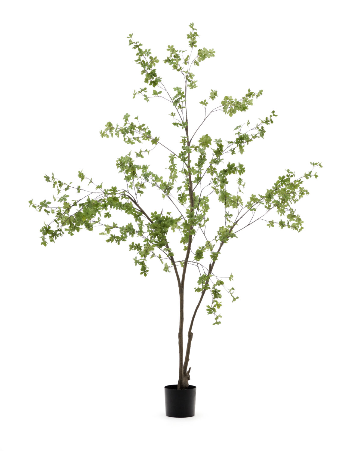 Kave Home Enkianthus-kunstboom met zwarte pot 214 cm - Afbeelding 4