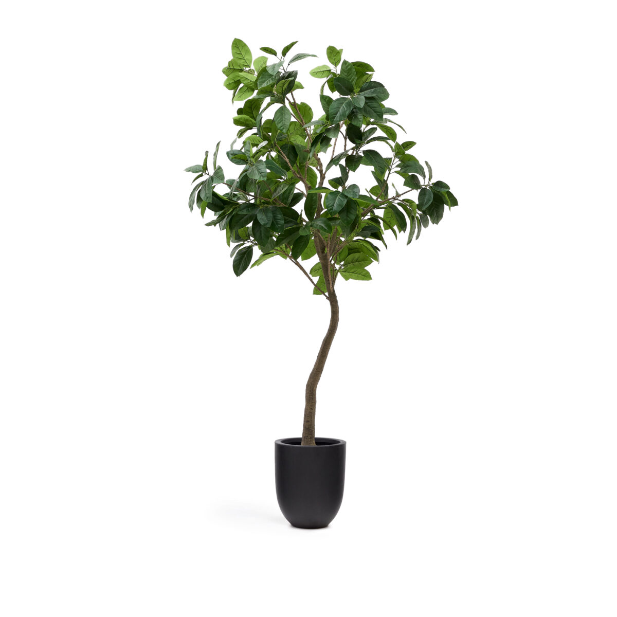 Kave Home Kunstboom Ficus met zwarte pot 210 cm - Afbeelding 3