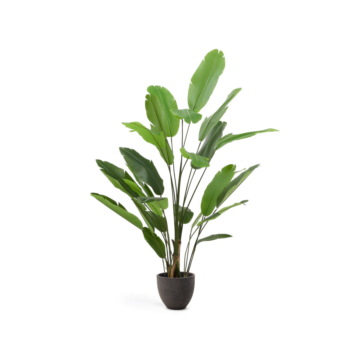 Kave Home Kunstboom Musa (banaan) met zwarte pot 210 cm - Afbeelding 6