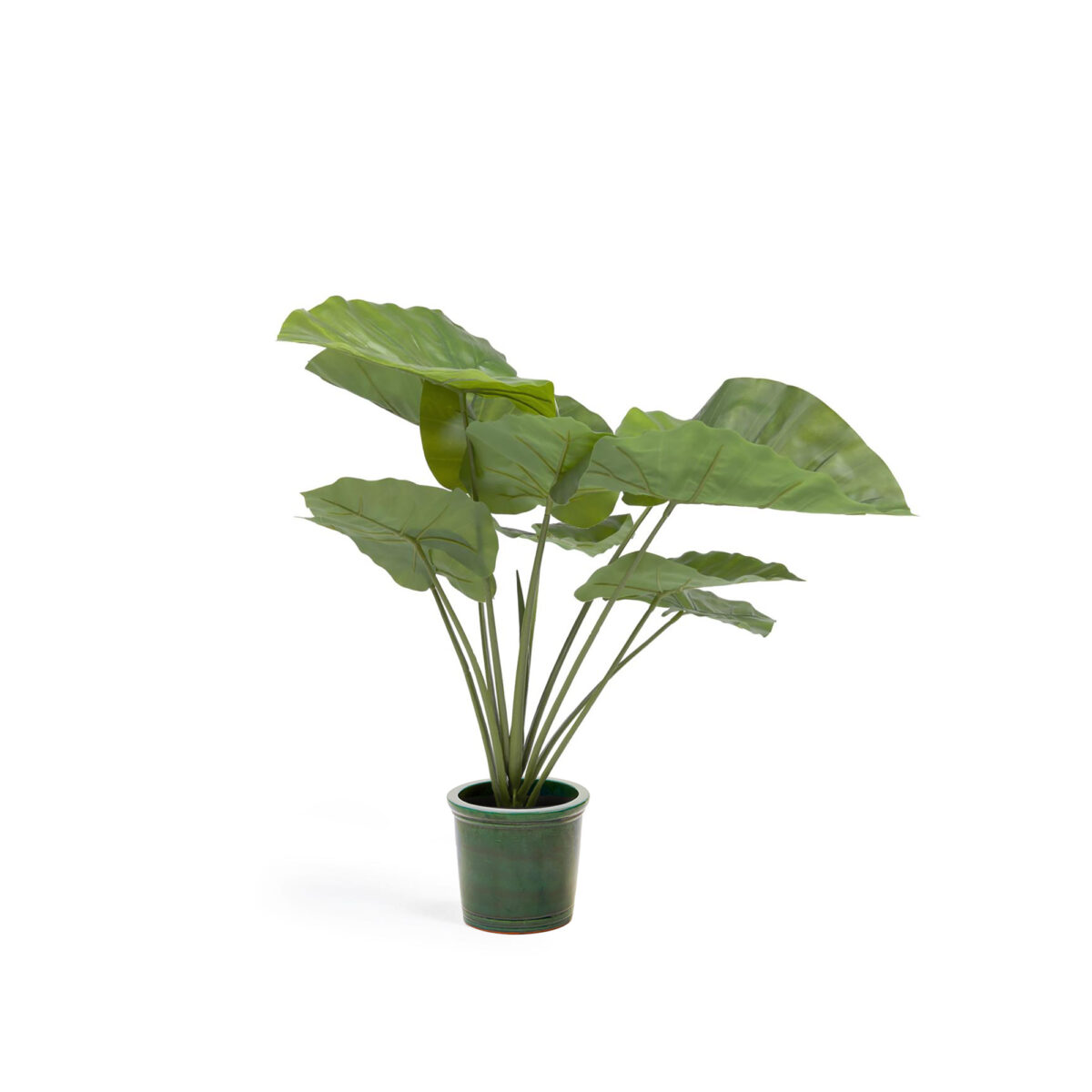 Kave Home Kunstmatige Alocasia Odora met zwarte plantenpot 57 cm - Afbeelding 4