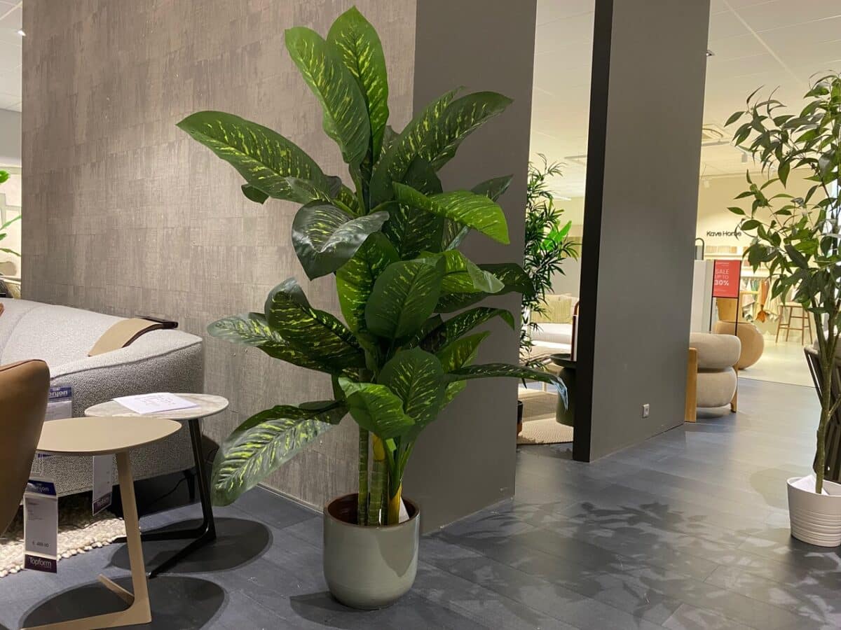 De Donjon Ficus 150– showroommodel