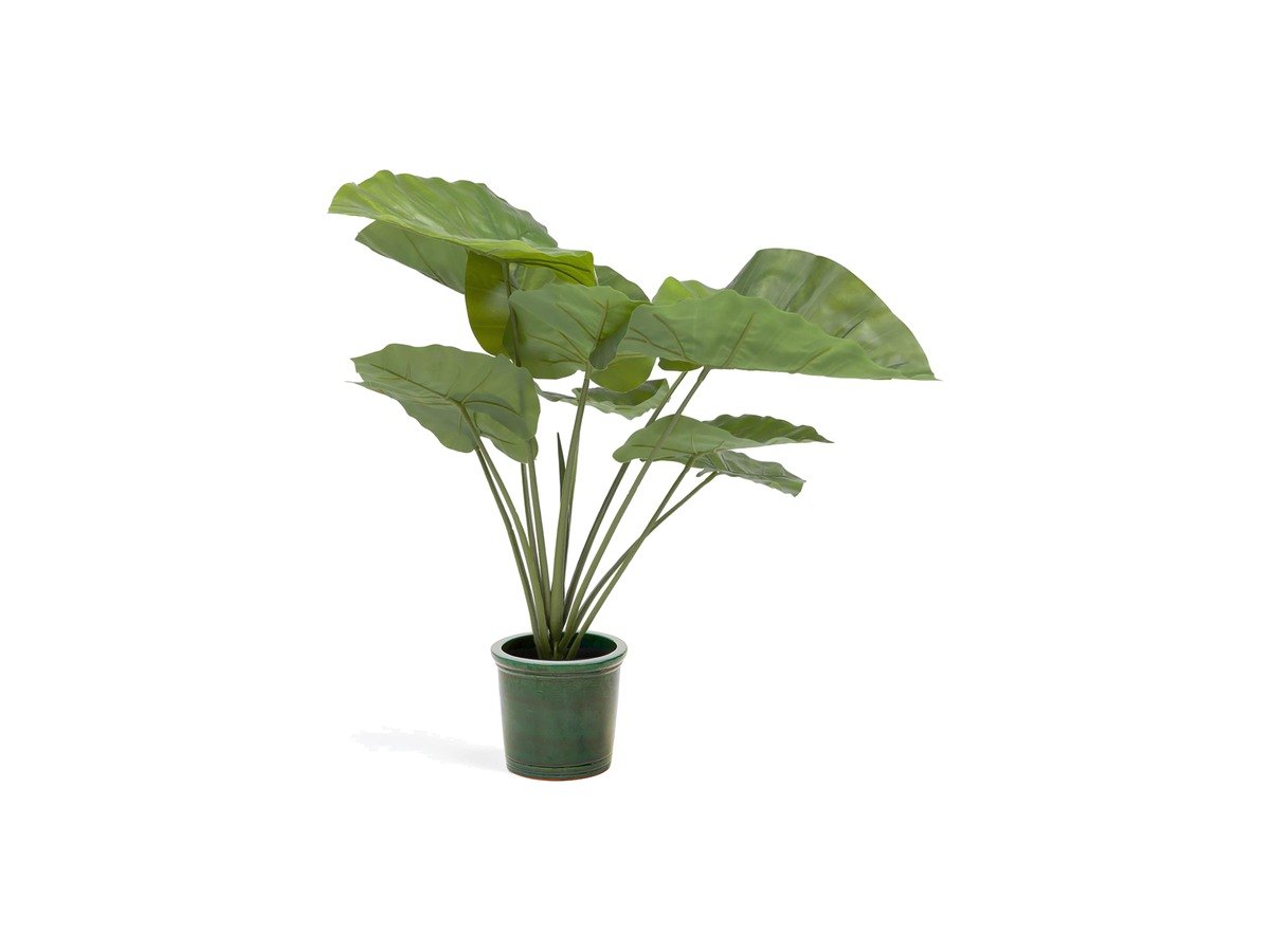Kave Home Kunstmatige Alocasia Odora met zwarte plantenpot 57 cm